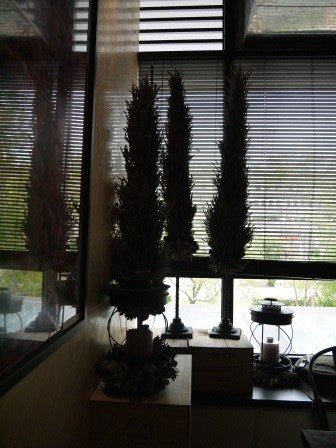 1372258786-4041532208-e1438824816194 西屯-AVPN認證K2小蝸牛 相信真的有人在乎義大利麵