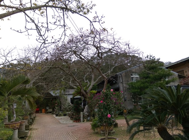 12 頭份-怡明茶園 品茗吃美食