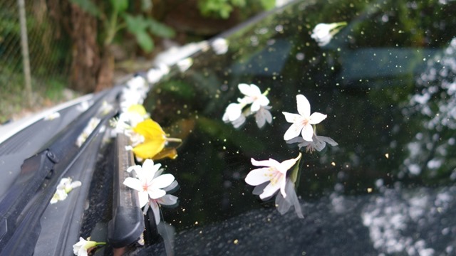 40 芎林-綠色小徑 賞桐花順便來喝個茶吧