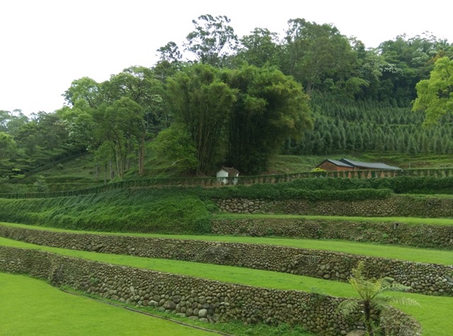 43 芎林-綠色小徑 賞桐花順便來喝個茶吧
