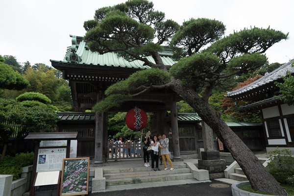 flowertemple02 Kamakura-鎌倉長谷寺 紫陽花季人山人海啊