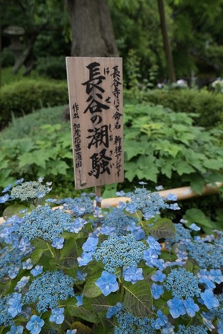 flowertemple04 Kamakura-鎌倉長谷寺 紫陽花季人山人海啊