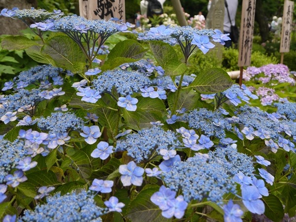 flowertemple05 Kamakura-鎌倉長谷寺 紫陽花季人山人海啊