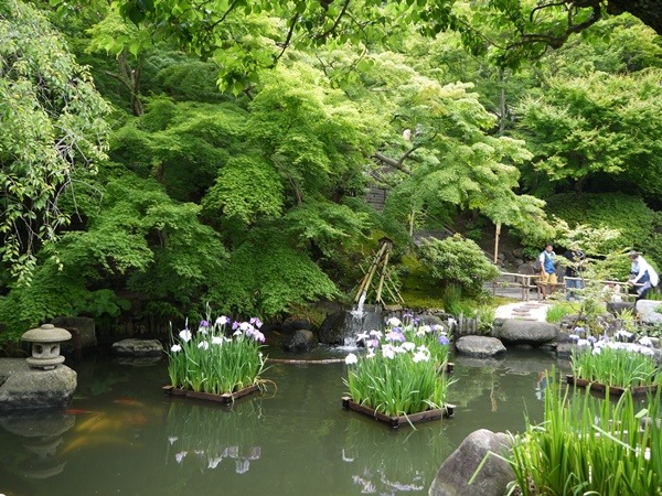 flowertemple06 Kamakura-鎌倉長谷寺 紫陽花季人山人海啊
