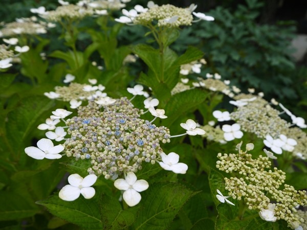 flowertemple10 Kamakura-鎌倉長谷寺 紫陽花季人山人海啊