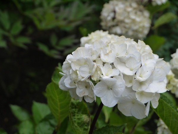 flowertemple11 Kamakura-鎌倉長谷寺 紫陽花季人山人海啊