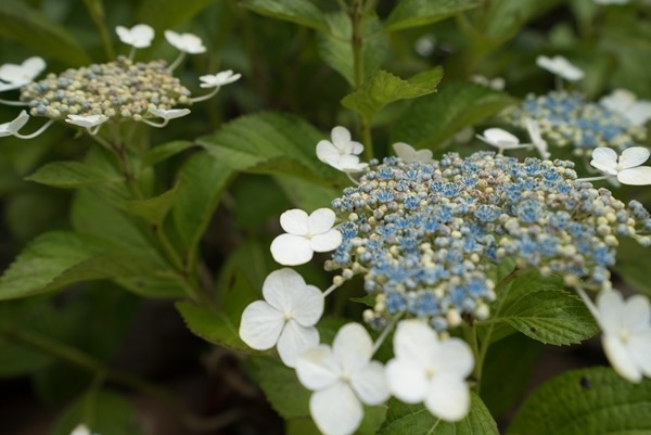 flowertemple19 Kamakura-鎌倉長谷寺 紫陽花季人山人海啊
