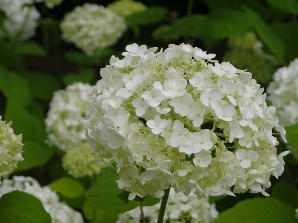 flowertemple21 Kamakura-鎌倉長谷寺 紫陽花季人山人海啊