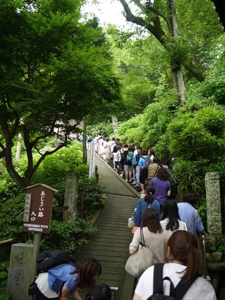 flowertemple24 Kamakura-鎌倉長谷寺 紫陽花季人山人海啊