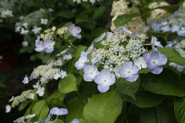 flowertemple25 Kamakura-鎌倉長谷寺 紫陽花季人山人海啊