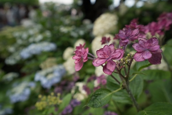 flowertemple26 Kamakura-鎌倉長谷寺 紫陽花季人山人海啊