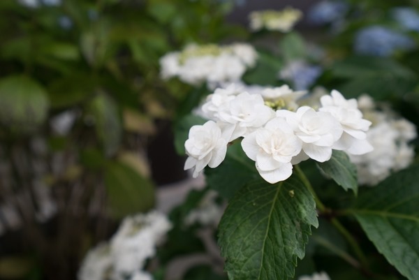 flowertemple27 Kamakura-鎌倉長谷寺 紫陽花季人山人海啊