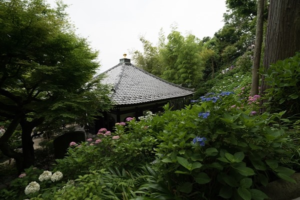 flowertemple28 Kamakura-鎌倉長谷寺 紫陽花季人山人海啊