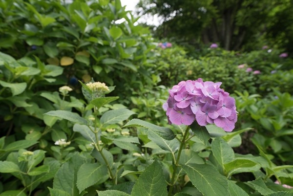 flowertemple29 Kamakura-鎌倉長谷寺 紫陽花季人山人海啊