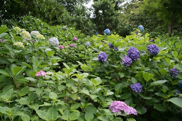 flowertemple30 Kamakura-鎌倉長谷寺 紫陽花季人山人海啊