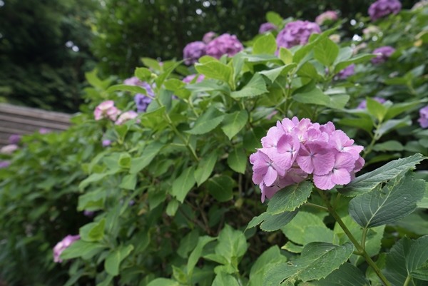 flowertemple31 Kamakura-鎌倉長谷寺 紫陽花季人山人海啊