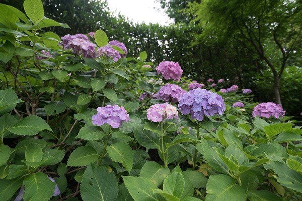 flowertemple32 Kamakura-鎌倉長谷寺 紫陽花季人山人海啊