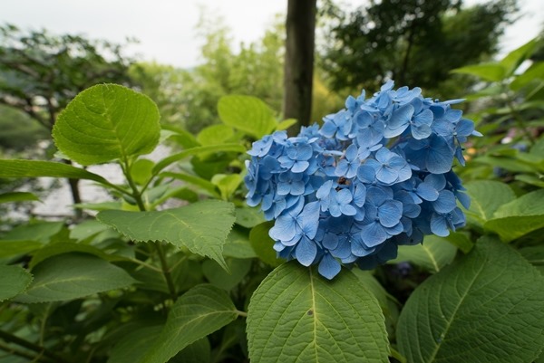 flowertemple34 Kamakura-鎌倉長谷寺 紫陽花季人山人海啊