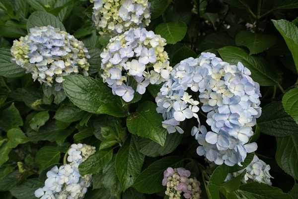 flowertemple36 Kamakura-鎌倉長谷寺 紫陽花季人山人海啊