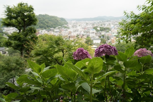 flowertemple37 Kamakura-鎌倉長谷寺 紫陽花季人山人海啊
