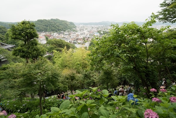 flowertemple38 Kamakura-鎌倉長谷寺 紫陽花季人山人海啊