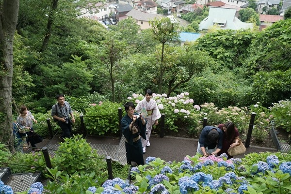 flowertemple39 Kamakura-鎌倉長谷寺 紫陽花季人山人海啊