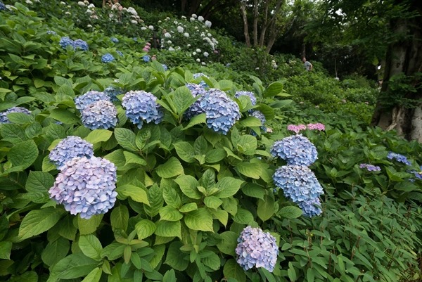 flowertemple41 Kamakura-鎌倉長谷寺 紫陽花季人山人海啊
