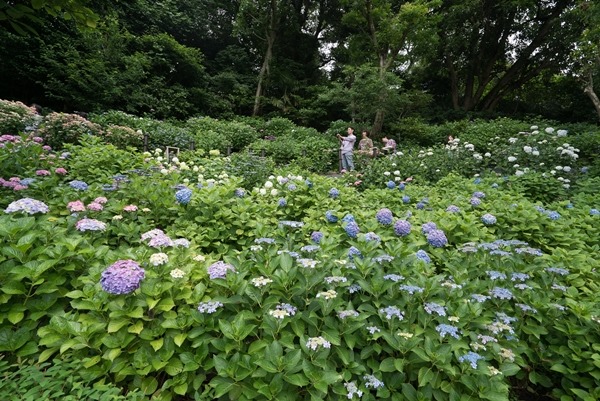 flowertemple42 Kamakura-鎌倉長谷寺 紫陽花季人山人海啊