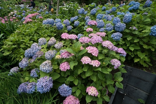 flowertemple43 Kamakura-鎌倉長谷寺 紫陽花季人山人海啊