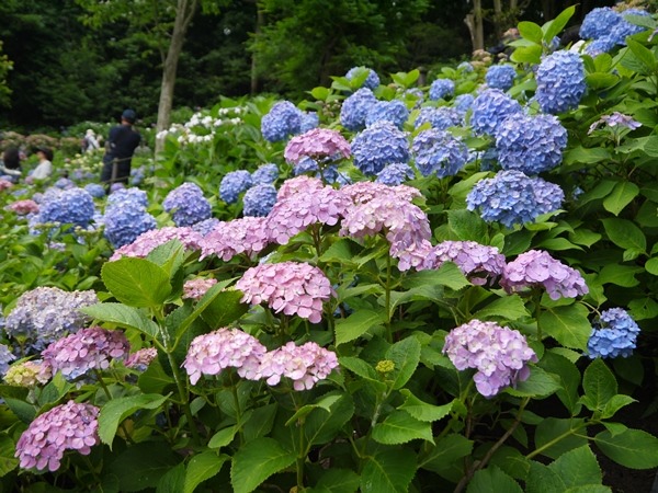 flowertemple44 Kamakura-鎌倉長谷寺 紫陽花季人山人海啊