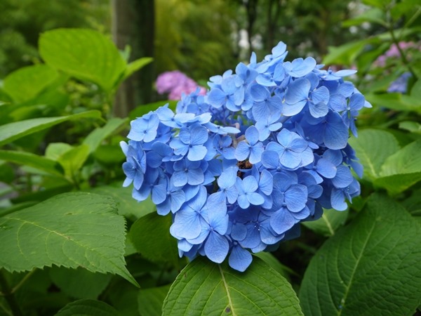 flowertemple46 Kamakura-鎌倉長谷寺 紫陽花季人山人海啊