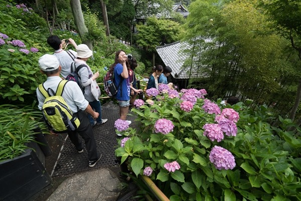 flowertemple50 Kamakura-鎌倉長谷寺 紫陽花季人山人海啊