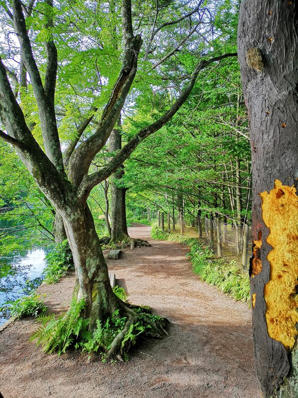 karuizawa07 Karuizawa-輕井澤輕鬆鐵馬行/聖保羅教堂/雲場池