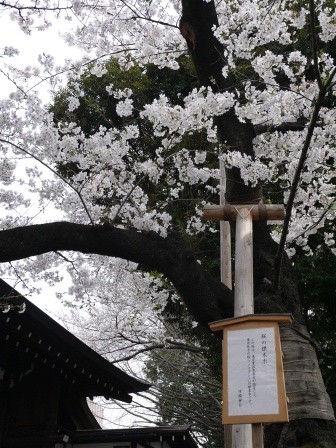 1364222649-1053790145-e1437793896254 Kudanshita-櫻花祭始於靖國神社櫻花標本木(2013お花見之一)