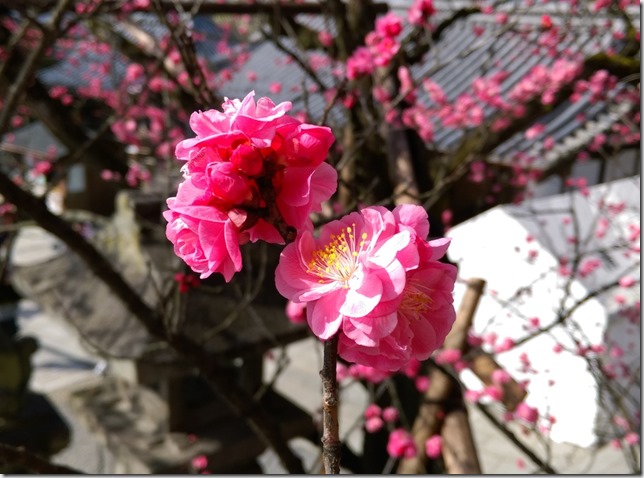 19_thumb4 Kyoto-清水坂 好吃好逛