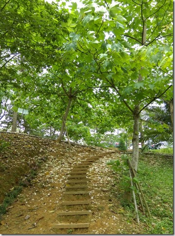 02_thumb4 芎林-綠色小徑 賞桐花順便來喝個茶吧