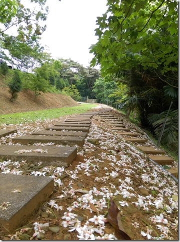 03_thumb4 芎林-綠色小徑 賞桐花順便來喝個茶吧