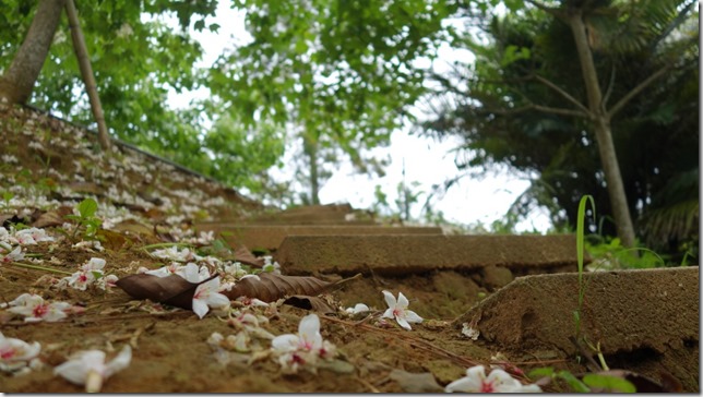 04_thumb4 芎林-綠色小徑 賞桐花順便來喝個茶吧