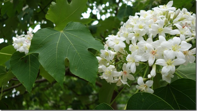 05_thumb4 芎林-綠色小徑 賞桐花順便來喝個茶吧