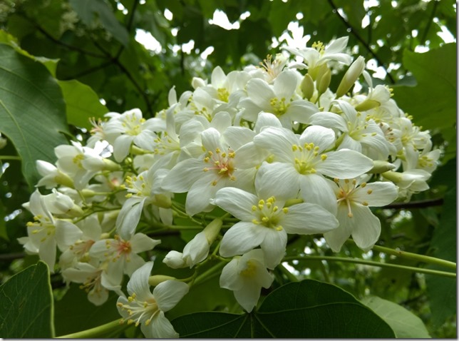 08_thumb5 芎林-綠色小徑 賞桐花順便來喝個茶吧