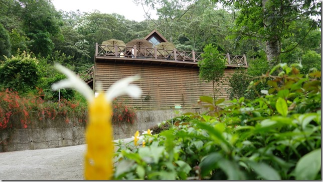 12_thumb3 芎林-綠色小徑 賞桐花順便來喝個茶吧