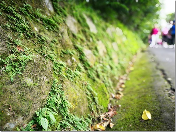 caoling08_thumb 貢寮-草嶺古道 賞芒花