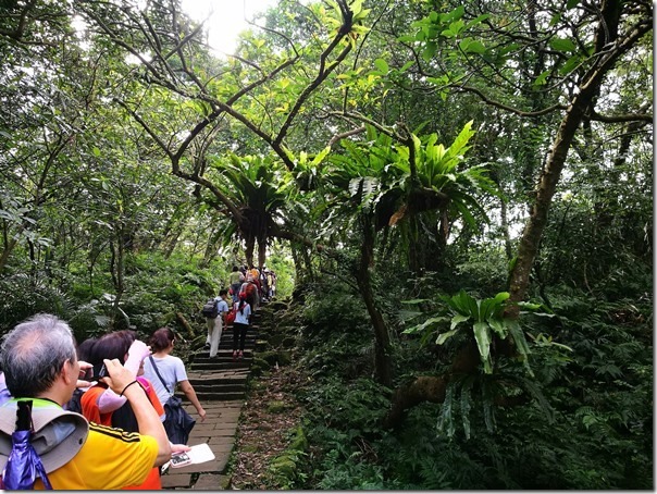 caoling18_thumb 貢寮-草嶺古道 賞芒花