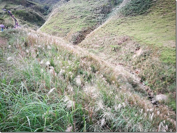 caoling30_thumb 貢寮-草嶺古道 賞芒花