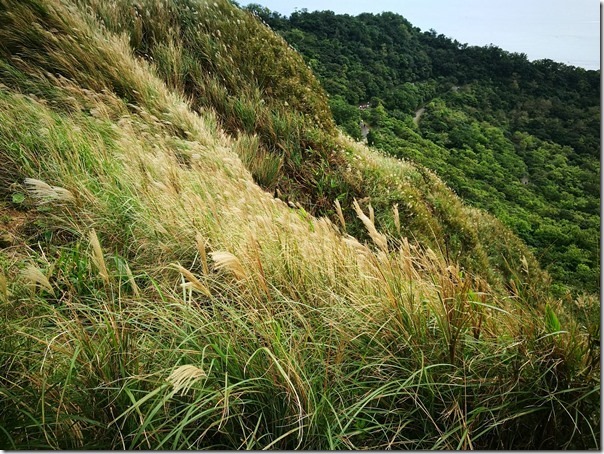 caoling36_thumb 貢寮-草嶺古道 賞芒花