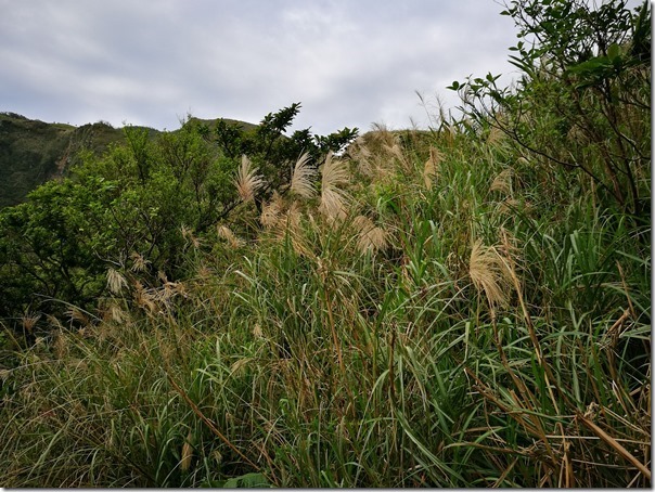 caoling41_thumb 貢寮-草嶺古道 賞芒花