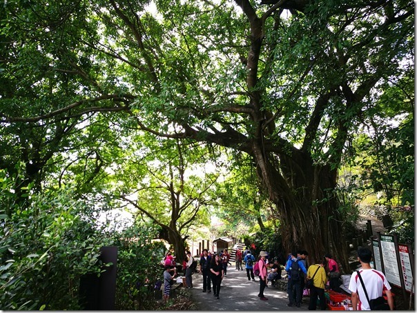 caoling46_thumb 貢寮-草嶺古道 賞芒花