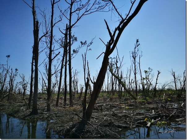 pipalake06_thumb 台東-黑森林琵琶湖 台東版忘憂森林? 美麗無極限之台東森林公園