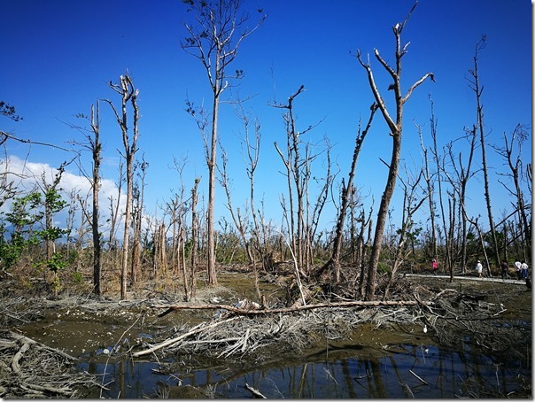pipalake07_thumb 台東-黑森林琵琶湖 台東版忘憂森林? 美麗無極限之台東森林公園