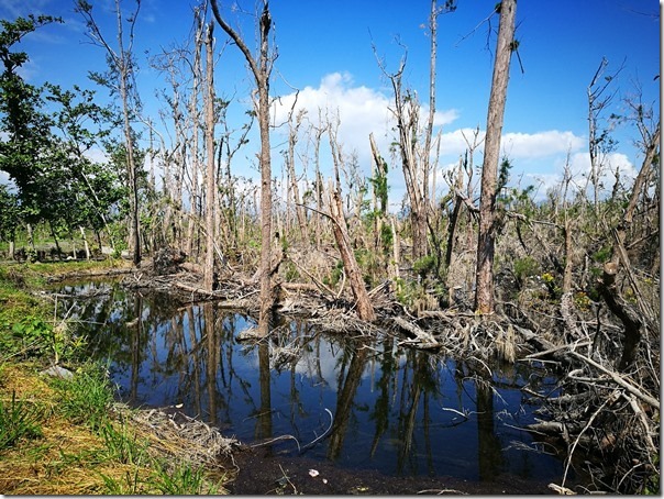 pipalake16_thumb 台東-黑森林琵琶湖 台東版忘憂森林? 美麗無極限之台東森林公園
